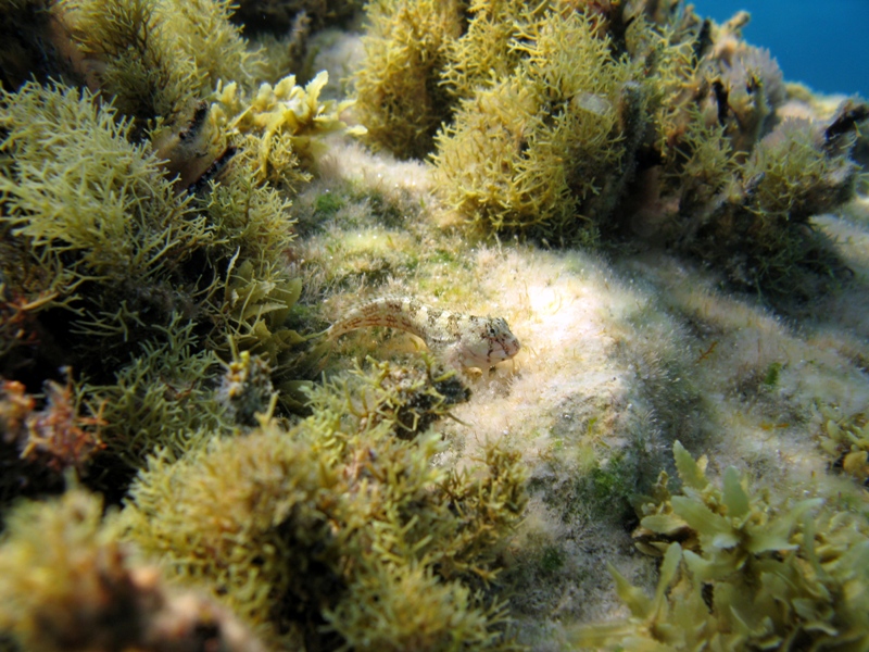 Coryphoblennius galerita (Linnaeus, 1758)